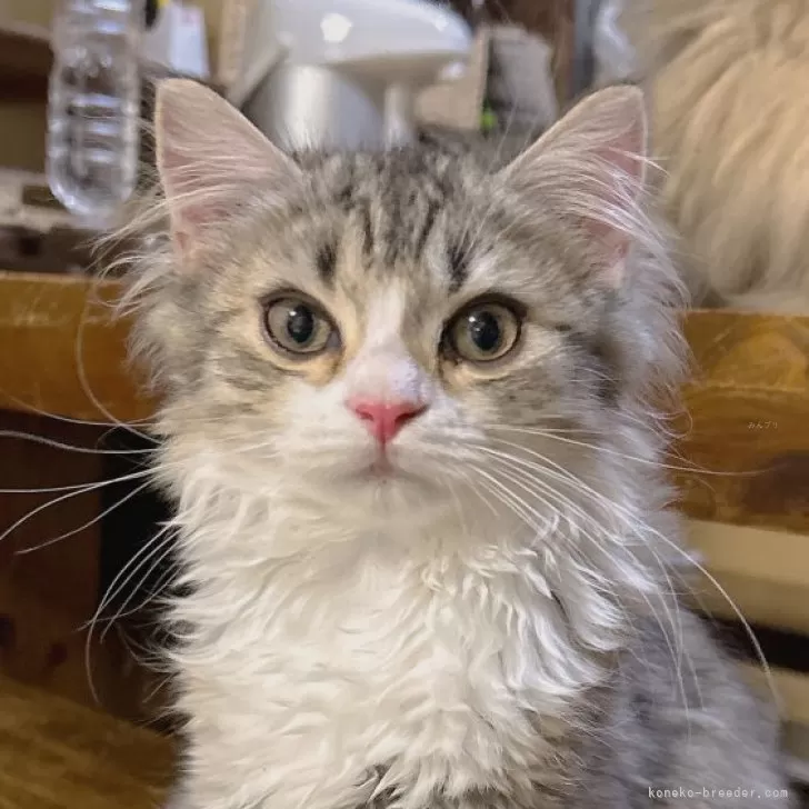 ID：2504-01243の子猫