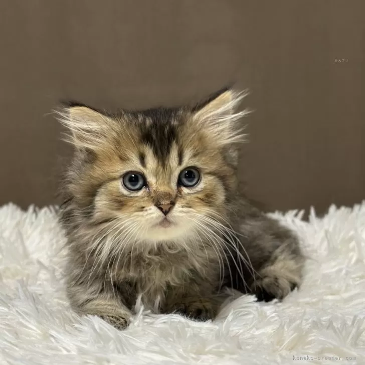 ID：2509-02873の子猫