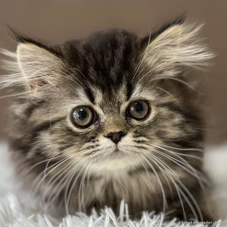 ID：2502-01986の子猫