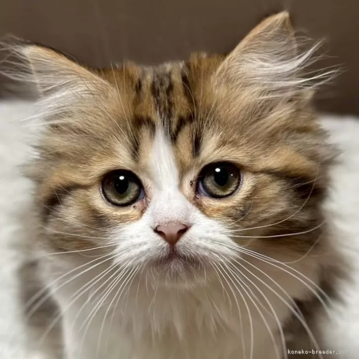 ミヌエット(長足)【福島県・女の子・2025年8月22日・ブラウンパッチドタビーアンドホワイト】の写真1