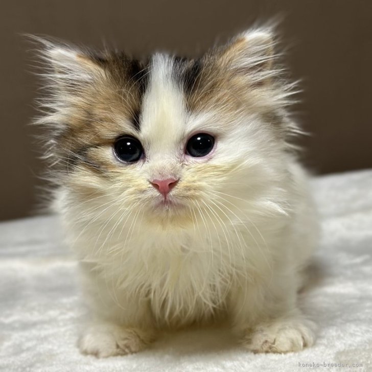 ブリーダー画像