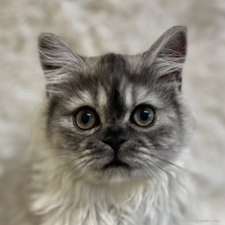 ID：2411-01325の子猫