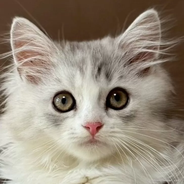 ID：2506-01674の子猫