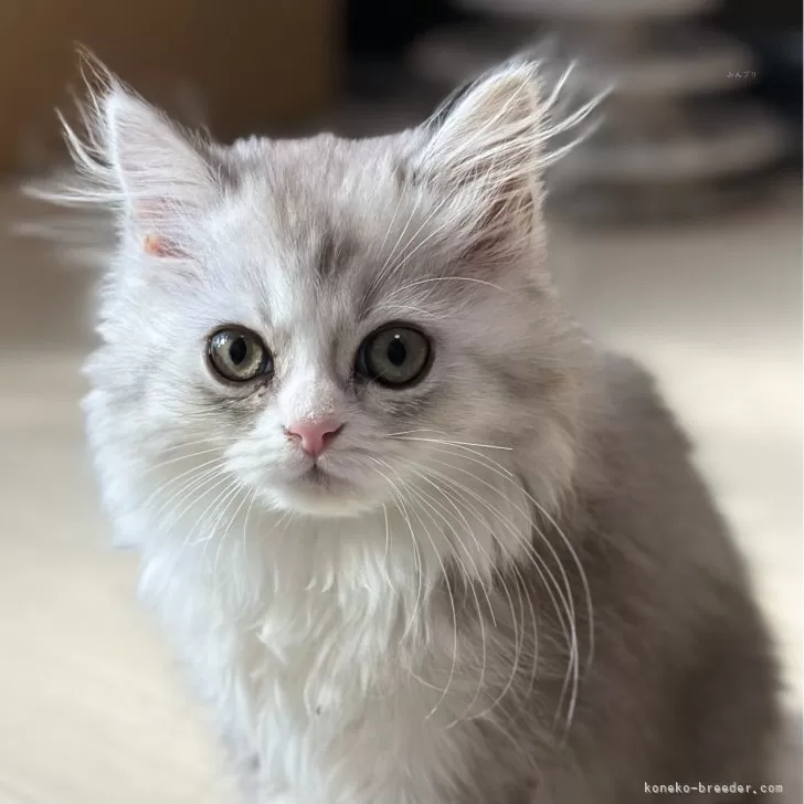 ID：2411-00940の子猫