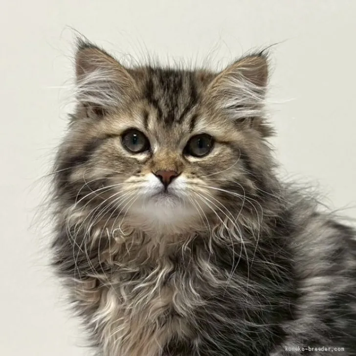 ID：2604-03256の子猫