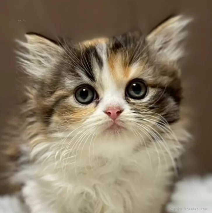ID：2507-00693の子猫