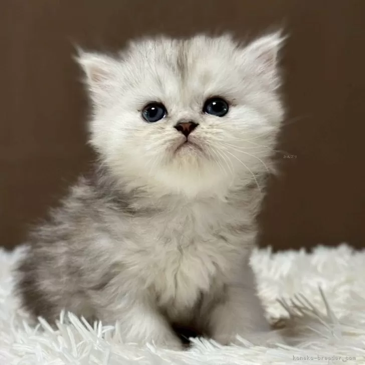 ミヌエット(長足)【福島県・女の子・2025年9月18日・シルバータビー&amp;ホワイト】の写真1