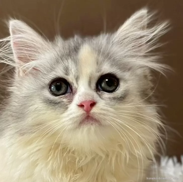 M.K 様のお迎えした子猫
