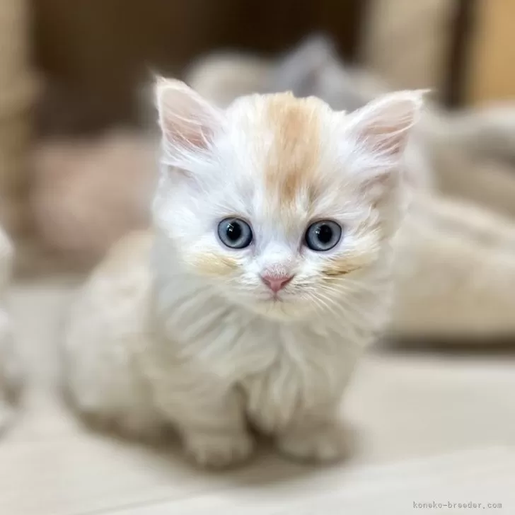 ID:2508-00547の子猫