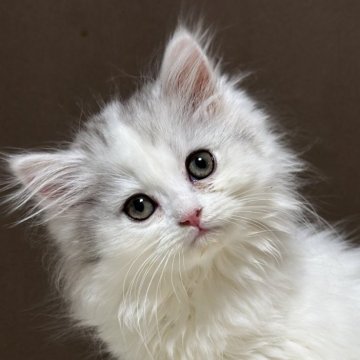 ミヌエット(長足)【福島県・男の子・2025年9月18日・シルバータビー&ホワイト（ロング）】の写真「可愛いお顔です🐱性格も可愛いです🐱」