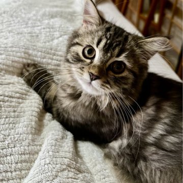 ミヌエット(長足)【福島県・男の子・2025年7月3日・ブラウンタビー&ホワイト（ロング）】の写真「健康優良猫🐱人懐っこさNo.1 初心者様オススメ」