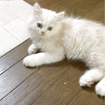 ミヌエット(長足)【福島県・男の子・2025年5月13日・クリームタビー&ホワイト（ロング）】の写真「ほんわか明るいクリーム😃いい色です。」