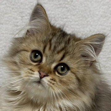 ミヌエット(長足)【福島県・男の子・2025年7月23日・ブラウンタビー&ホワイト（ロング）】の写真「かわいいお顔です🐱」