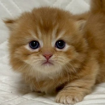 ミヌエット(短足)【福島県・男の子・2025年10月6日・レッドタビー&ホワイト（ロング）】の写真「可愛いお顔です🐱」