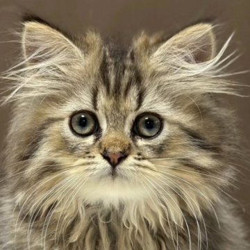 ミヌエット(長足)【福島県・男の子・2025年7月23日・ブラウンタビー&ホワイト（ロング）】の写真「かわいいお顔です🐱」