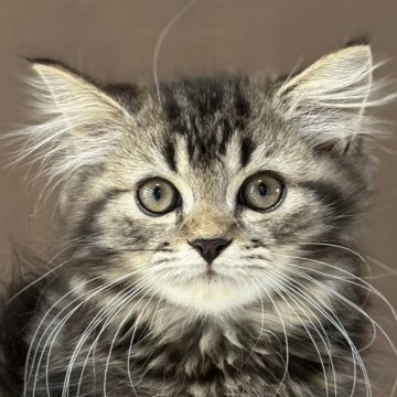 ミヌエット(長足)【福島県・男の子・2025年7月3日・ブラウンタビー&ホワイト（ロング）】の写真「天真爛漫❤️添い寝大好き💕懐っこい性格いい子です」