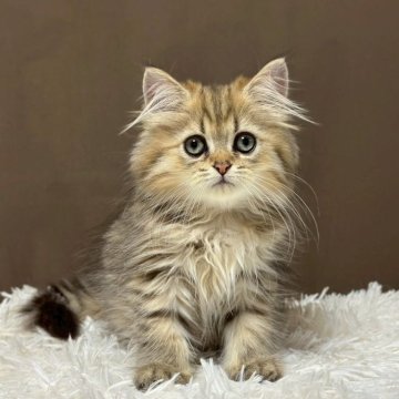 ミヌエット(長足)【福島県・男の子・2025年7月23日・ブラウンタビー&ホワイト（ロング）】の写真「かわいいお顔です🐱」