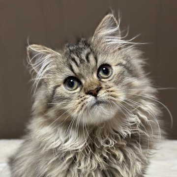 ミヌエット(長足)【福島県・男の子・2025年7月23日・ブラウンタビー&ホワイト（ロング）】の写真「かわいいお顔です🐱」