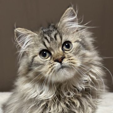 ミヌエット(長足)【福島県・男の子・2025年7月23日・ブラウンタビー&ホワイト（ロング）】の写真「かわいいお顔です🐱もふもふしてます。」