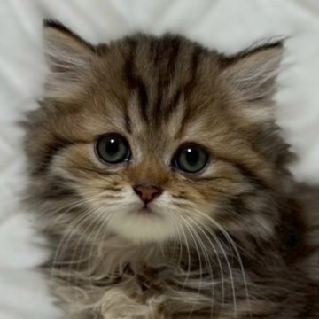 ミヌエット(短足)【福島県・女の子・2025年9月9日・ブラウンパッチドタビーアンドホワイト（ロング）】の写真「❤️短足ちゃん❤️とってもキュートな子です」