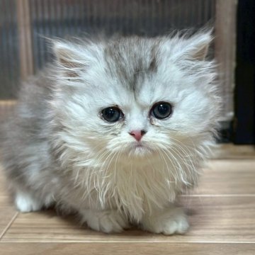 ミヌエット(短足)【福島県・女の子・2025年10月6日・ブルータビー&ホワイト（ロング）】の写真「短足ちゃんです🐱」