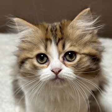 ミヌエット(長足)【福島県・女の子・2025年8月22日・ブラウンパッチドタビーアンドホワイト（ロング）】の写真「動きが活発な3色の毛色の女の子」