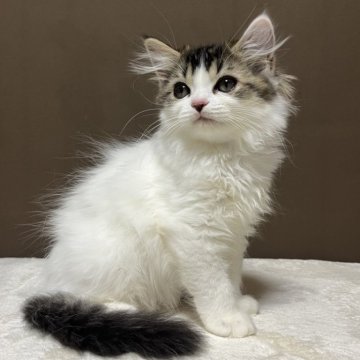 ミヌエット(長足)【福島県・男の子・2025年9月10日・ブラウンタビー&ホワイト（ロング）】の写真「身体は白くてシッポとお顔に可愛くカラーが入ってます」