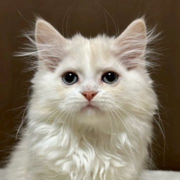 ミヌエット(長足)【福島県・男の子・2025年9月10日・クリームダビーアンドホワイト（ロング）】の写真「性格が優しい子です🐱」