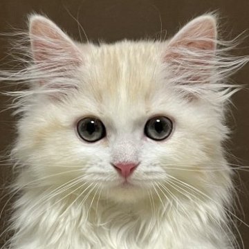 ミヌエット(長足)【福島県・女の子・2025年6月28日・クリーム&ホワイト（ロング）】の写真「お目目がきょとんとしてかわいい子です。」