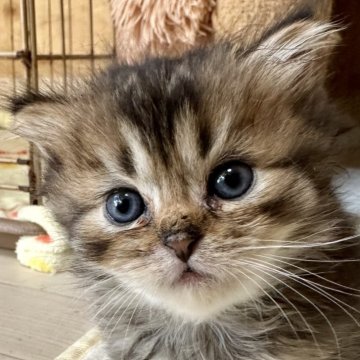 ミヌエット(短足)【福島県・男の子・2025年8月22日・ブラウンタビーアンドホワイト（ロング）】の写真「短足のブラウンタビーの男の子です。」