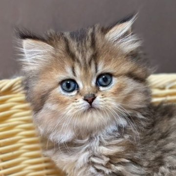 ミヌエット(長足)【福島県・女の子・2025年7月23日・ブラウンタビー&ホワイト（ロング）】の写真「猫じゃらしで遊ぶの大好き💕とってもいい子」