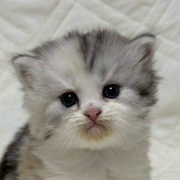 ミヌエット(長足)【福島県・女の子・2025年10月6日・シルバーパッチドタビー&ホワイト（ロング）】の写真「可愛いお顔です🐱」