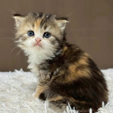 ミヌエット(長足)【福島県・女の子・2025年9月18日・ブラウンパッチドタビー&ホワイト（ロング）】の写真「可愛いお顔です🐱性格も可愛いです🐱」