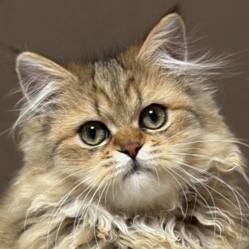 ミヌエット(長足)【福島県・女の子・2025年7月23日・ブラウンタビー&ホワイト（ロング）】の写真「猫じゃらしで遊ぶの大好き💕とってもいい子」