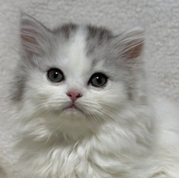ミヌエット(長足)【福島県・男の子・2025年9月18日・シルバータビー&ホワイト（ロング）】の写真「可愛いお顔です🐱性格も可愛いです🐱」