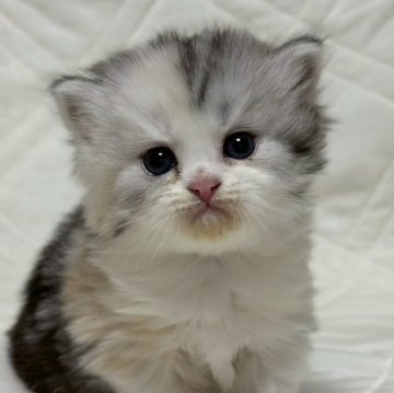 ミヌエット(長足)【福島県・女の子・2025年10月6日・シルバーパッチドタビー&ホワイト（ロング）】の写真「可愛いお顔です🐱」