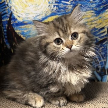 ミヌエット(短足)【福島県・女の子・2025年9月9日・ブラウンパッチドタビーアンドホワイト（ロング）】の写真「❤️短足ちゃん❤️おとなしい女の子です。かわいい❤」