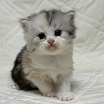 ミヌエット(長足)【福島県・女の子・2025年10月6日・シルバーパッチドタビー&ホワイト（ロング）】の写真「可愛いお顔です🐱」