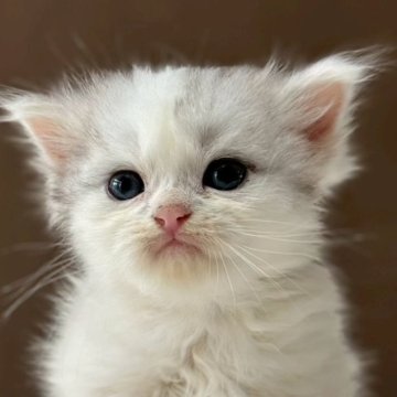 ミヌエット(長足)【福島県・男の子・2025年9月18日・シルバータビー&ホワイト（ロング）】の写真「可愛いお顔です🐱性格も可愛いです🐱」