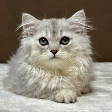 ミヌエット(長足)【福島県・男の子・2025年9月2日・シルバータビー&ホワイト（ロング）】の写真「つぶらな目が可愛い男の子です🐱」