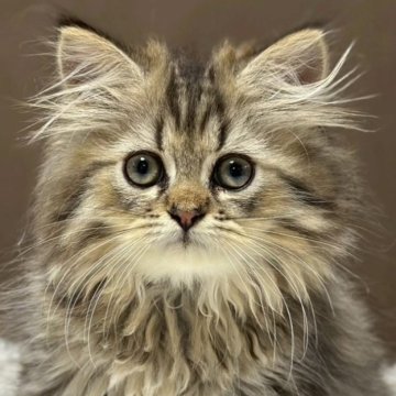 ミヌエット(長足)【福島県・男の子・2025年7月23日・ブラウンタビー&ホワイト（ロング）】の写真「かわいいお顔です🐱」