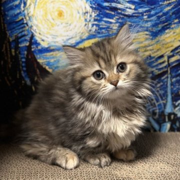 ミヌエット(短足)【福島県・女の子・2025年9月9日・ブラウンパッチドタビーアンドホワイト（ロング）】の写真「❤️短足ちゃん❤️おとなしい女の子です。かわいい❤」