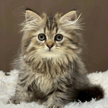 ミヌエット(長足)【福島県・男の子・2025年7月23日・ブラウンタビー&ホワイト（ロング）】の写真「かわいいお顔です🐱」