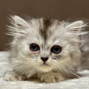 ミヌエット(長足)【福島県・女の子・2025年10月6日・シルバータビー&ホワイト（ロング）】の写真「可愛いお顔です🐱」