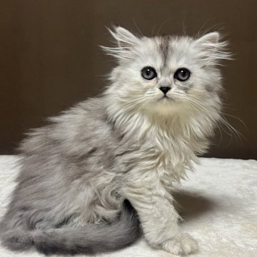 ミヌエット(長足)【福島県・女の子・2025年10月6日・シルバータビー&ホワイト（ロング）】の写真「12/12現在　体重855gです🐱」