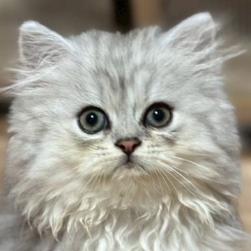 ミヌエット(長足)【福島県・男の子・2025年7月23日・シルバータビー&ホワイト（ロング）】の写真「おっとりとした性格です🐱」