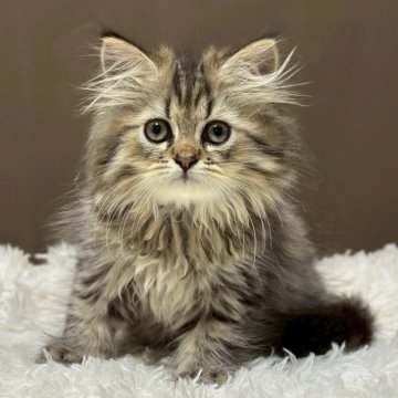 ミヌエット(長足)【福島県・男の子・2025年7月23日・ブラウンタビー&ホワイト（ロング）】の写真「かわいいお顔です🐱」