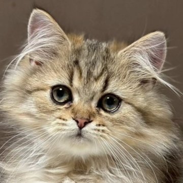 ミヌエット(長足)【福島県・男の子・2025年7月23日・ブラウンタビー&ホワイト（ロング）】の写真「かわいいお顔です🐱」