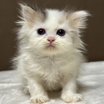 ミヌエット(長足)【福島県・男の子・2025年10月29日・ブラウンタビー&ホワイト（ロング）】の写真「お目目がクリクリかわいいです🐱」