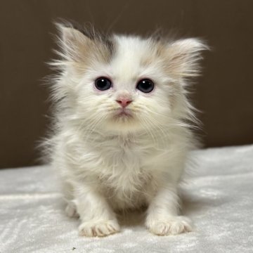 ミヌエット(長足)【福島県・男の子・2025年10月29日・ブラウンタビー&ホワイト（ロング）】の写真「お目目がクリクリかわいいです🐱」